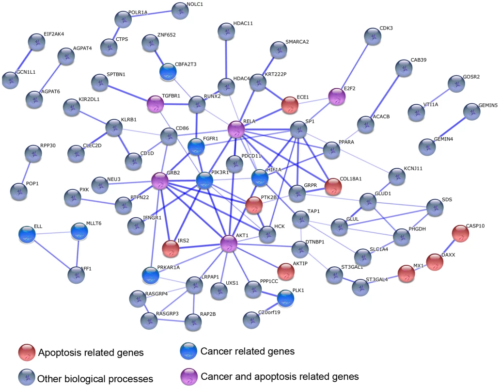 An example of a functional network of genes that responded to stimulation with LPS exclusively in humans.