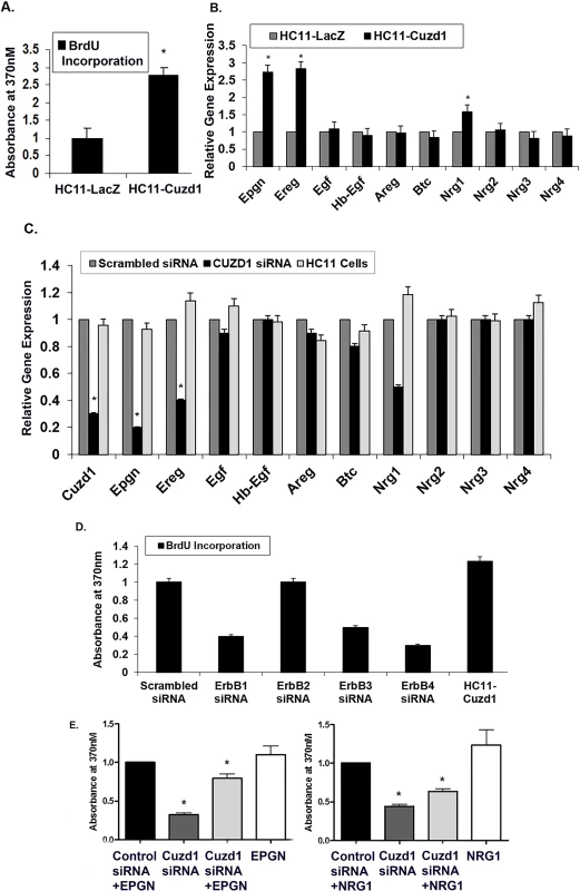 <i>Cuzd1</i> controls the expression of a subset of EGF family ligands in mammary epithelial cells.