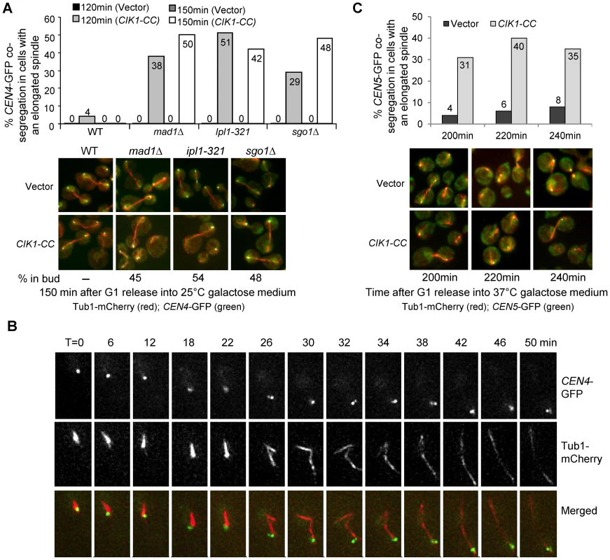 Overexpression of <i>CIK1-CC</i> results in syntelic attachment.