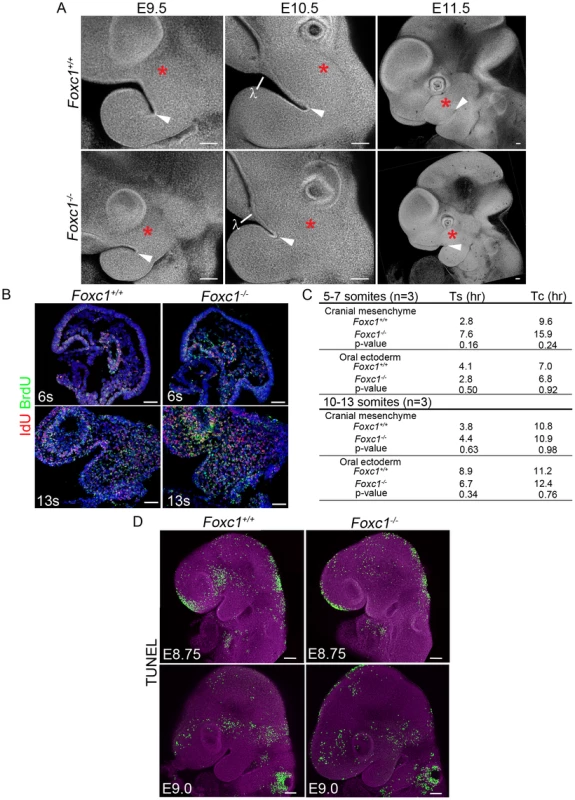 Early morphologic abnormalities of <i>Foxc1−/−</i> PA1 detected despite no significant alteration of cell cycle dynamics or apoptosis.