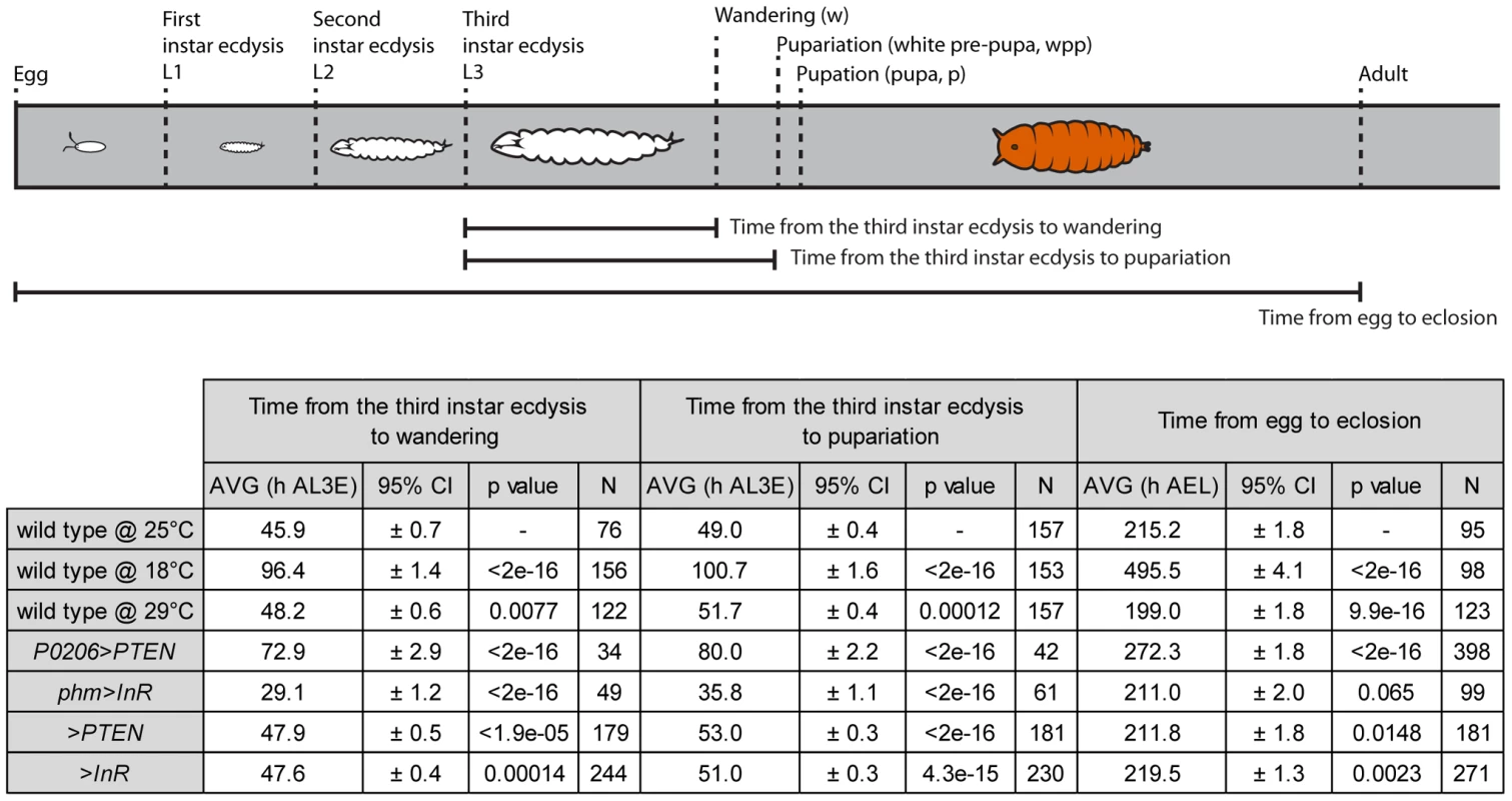 Schematic representation and table of time from the third instar ecdysis (L3) until wandering, pupariation and time from egg to eclosion.