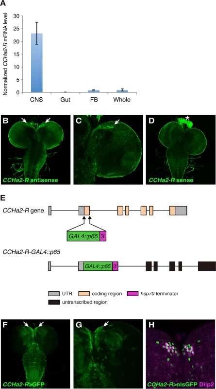 The CCHa2 receptor is expressed in the brain including the IPCs.