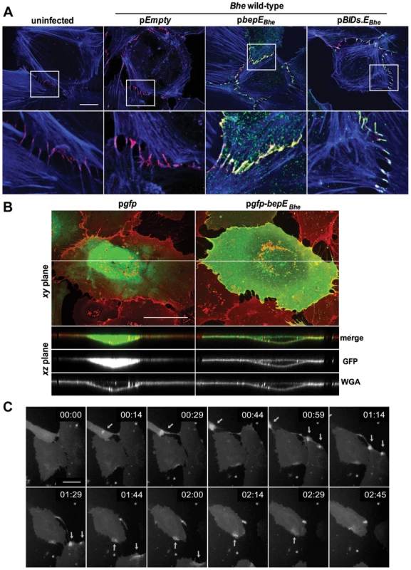 BepE<i><sub>Bhe</sub></i> localizes to cell-to-cell contacts and is recruited to the plasma membrane of HUVECs following translocation via the T4SS or by ectopic expression.