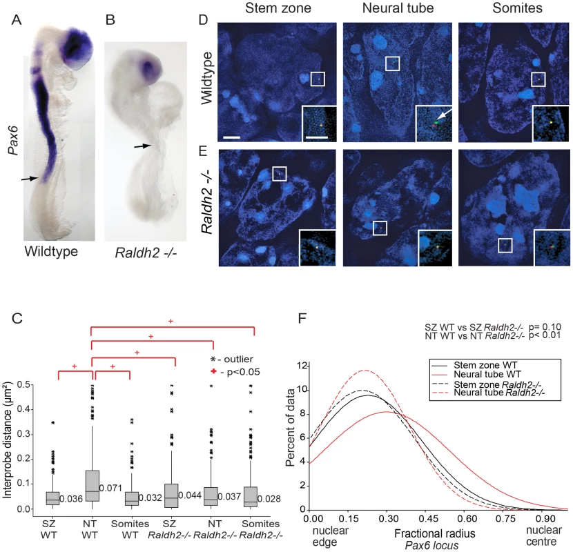 Retinoid signalling is required for decompaction around <i>Pax6</i>.