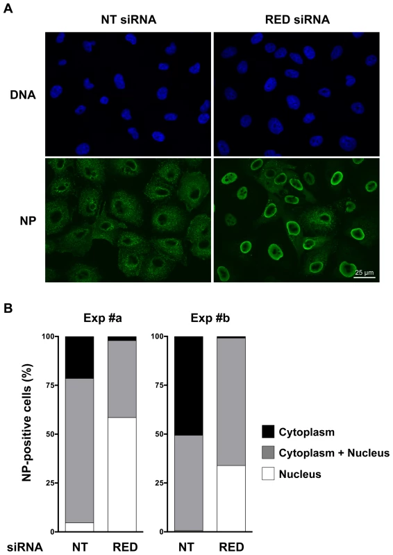 Effect of RED knock-down on the subcellular localization of NP in influenza virus infected cells.
