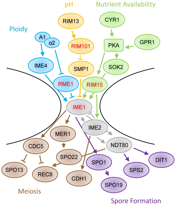 Schematic of sporulation pathway.