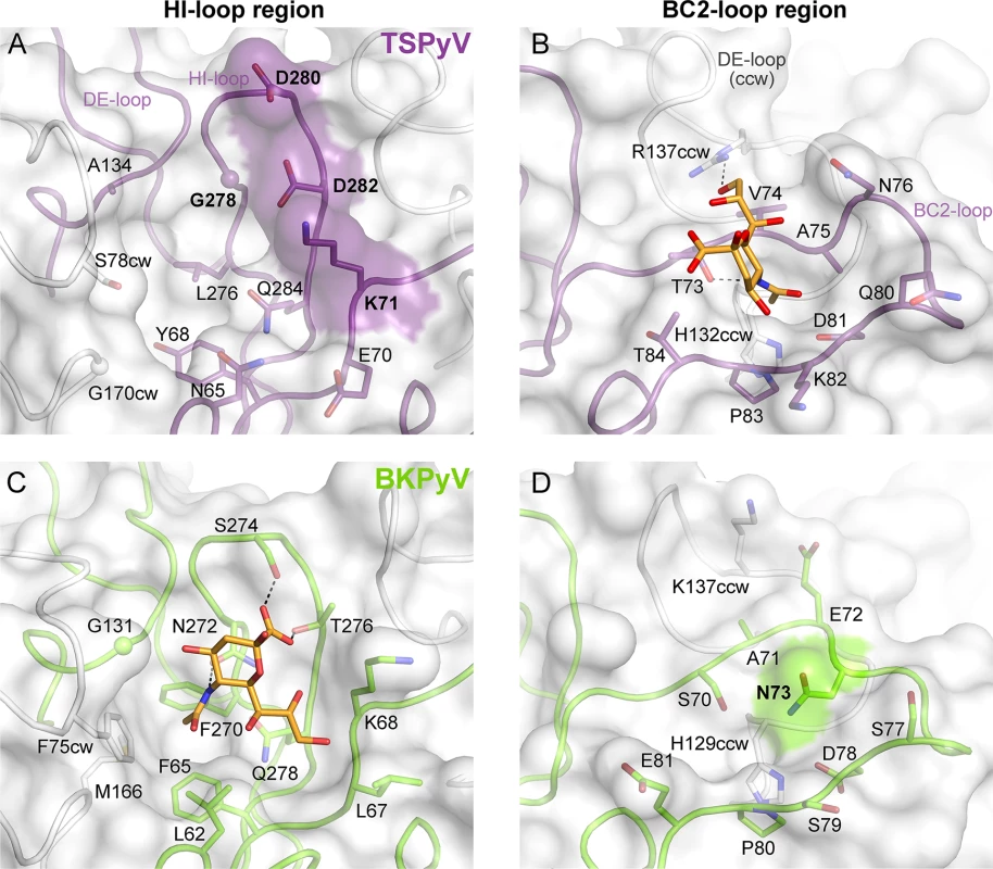 Comparison of the Neu5Ac binding sites of HI- loop and BC2- loop regions.