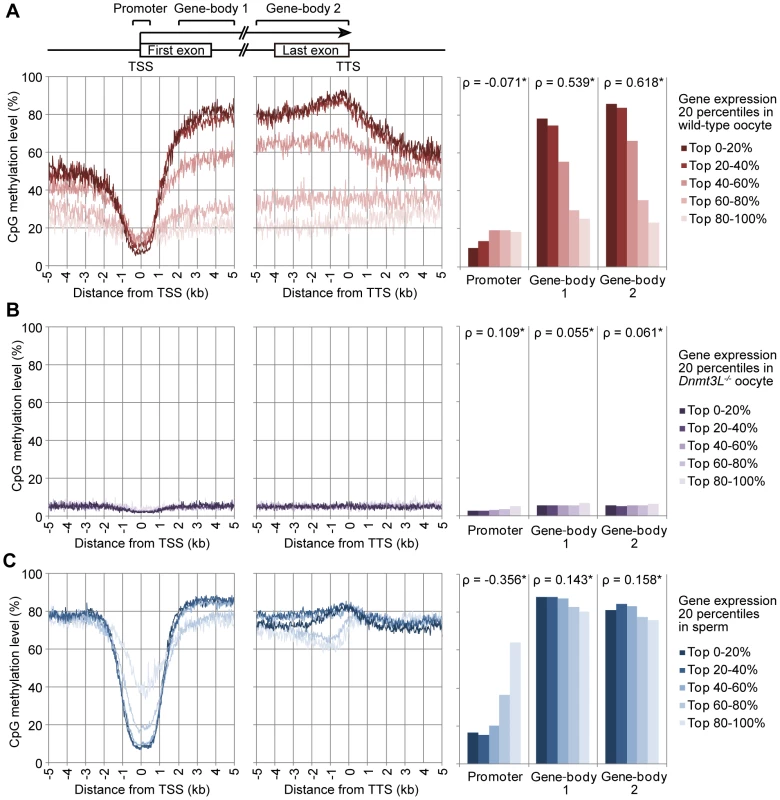 Relationship between gene expression and methylation in promoter and gene-body regions in mouse germ cells.