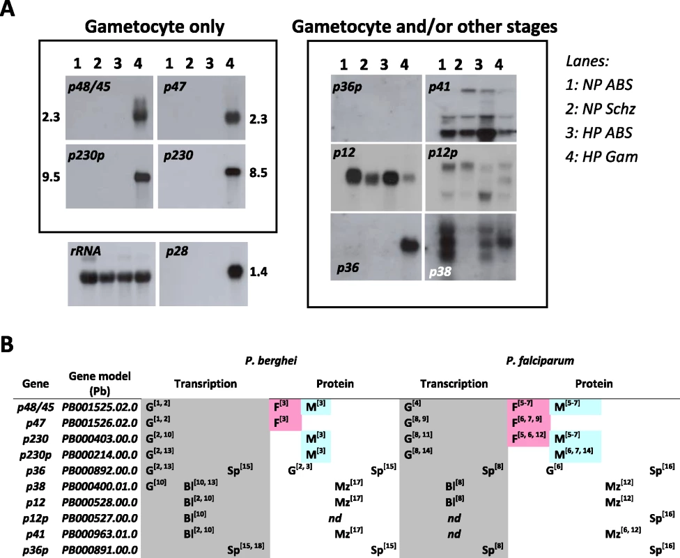 Expression of the 10 members of the 6-cys family of <i>Plasmodium</i>.