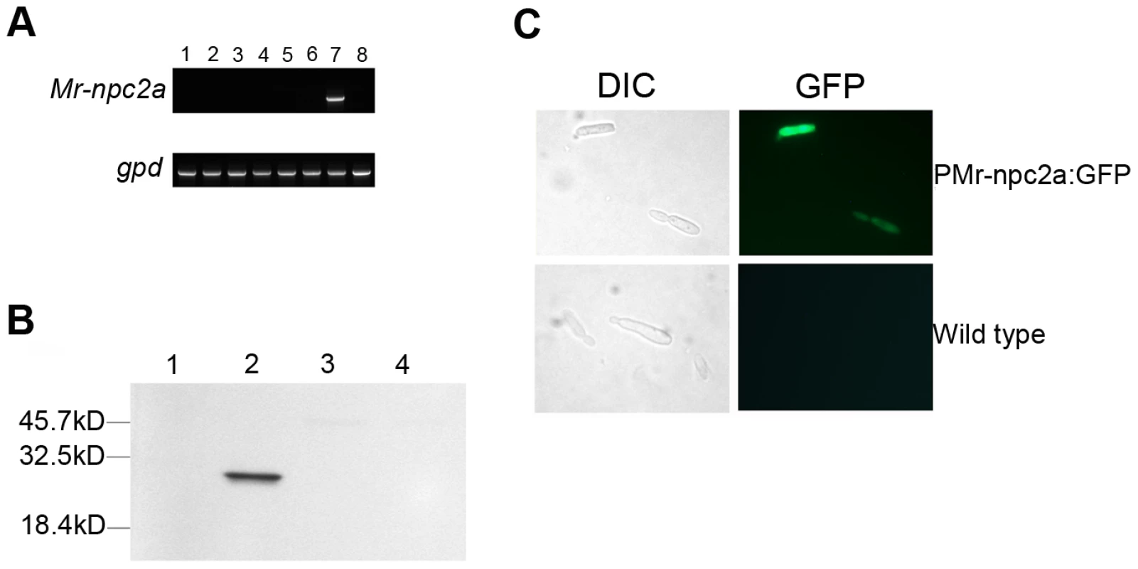 The expression pattern and cellular localization of Mr-NPC2a.
