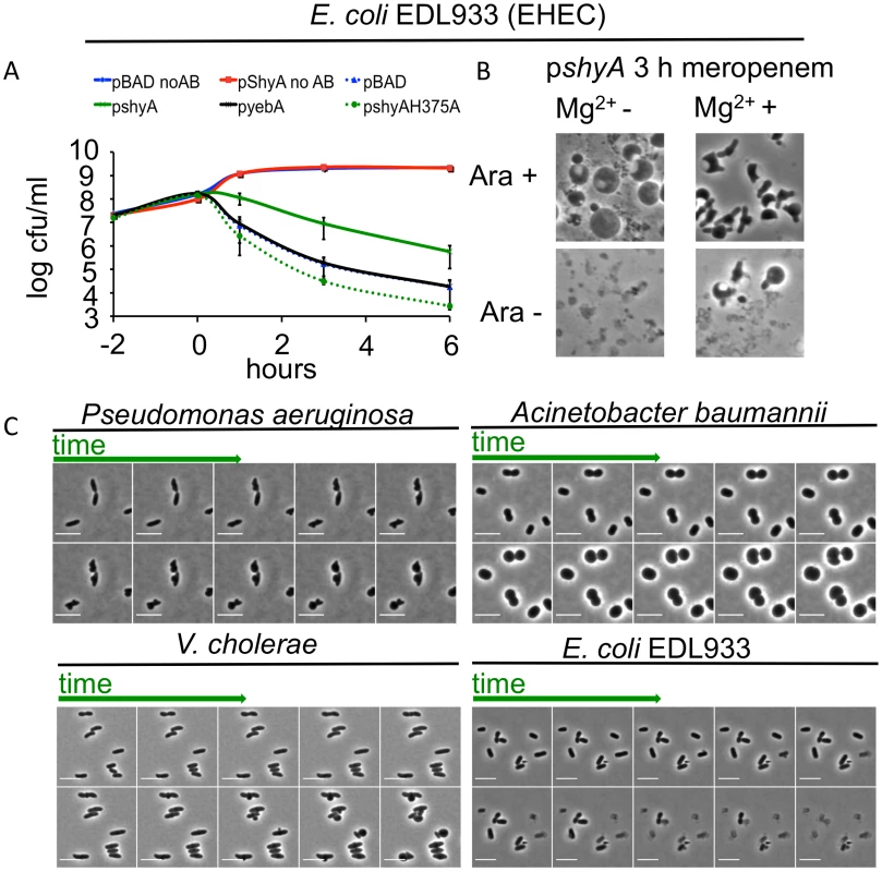 Inhibition of cell wall synthesis in other bacteria does not always lead to cell lysis.