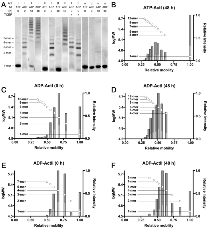Native PAGE analysis of the <i>Plasmodium</i> actins and α-actin.
