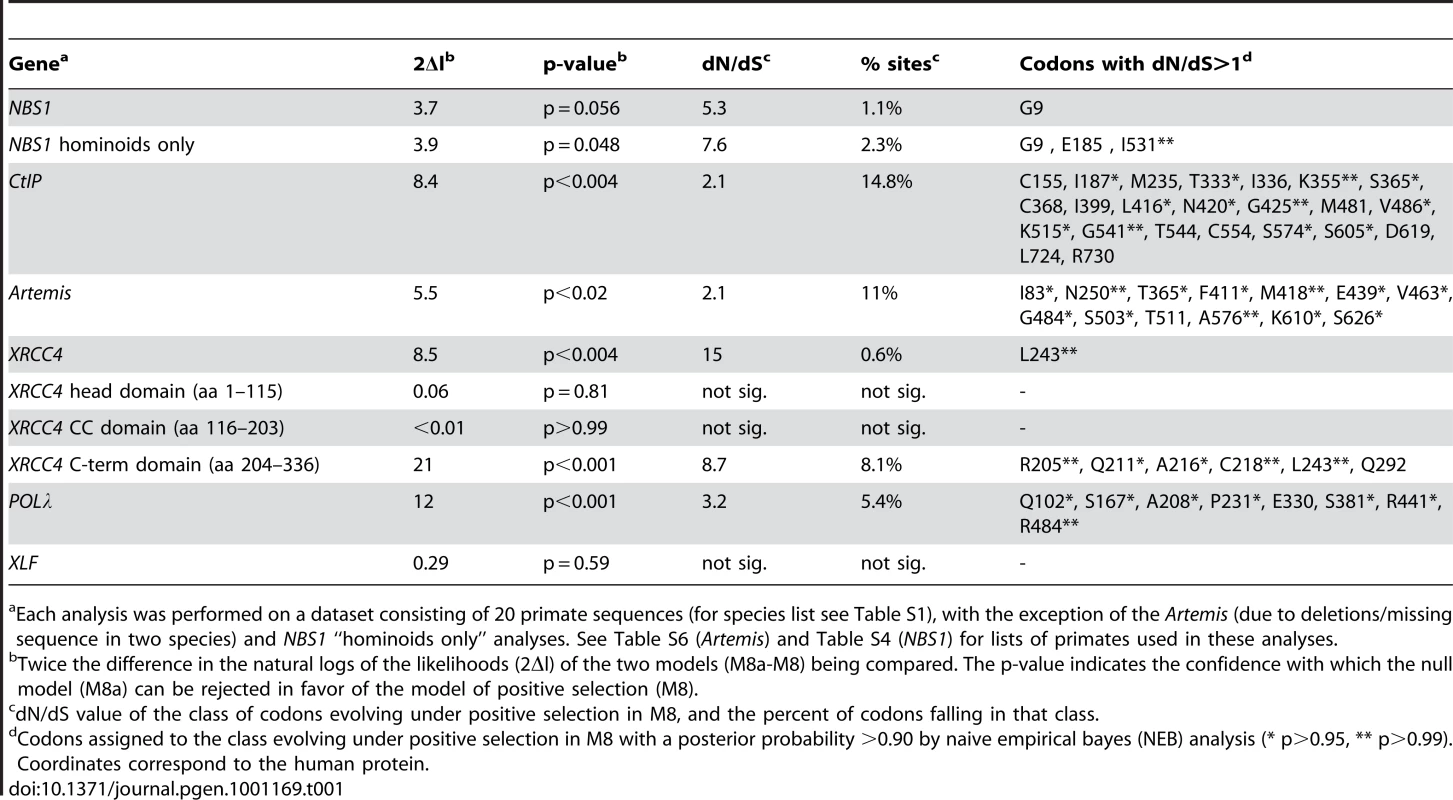 PAML analysis of primate NHEJ genes.