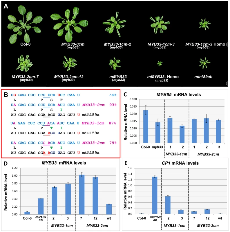 <i>MYB33</i> variants with central mismatches are not fully silenced.