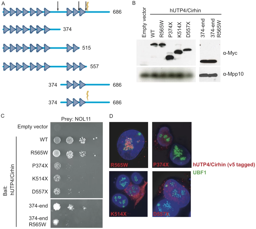 The NAIC mutation disrupts the interaction between NOL11 and a C-terminal fragment of hUTP4/Cirhin.