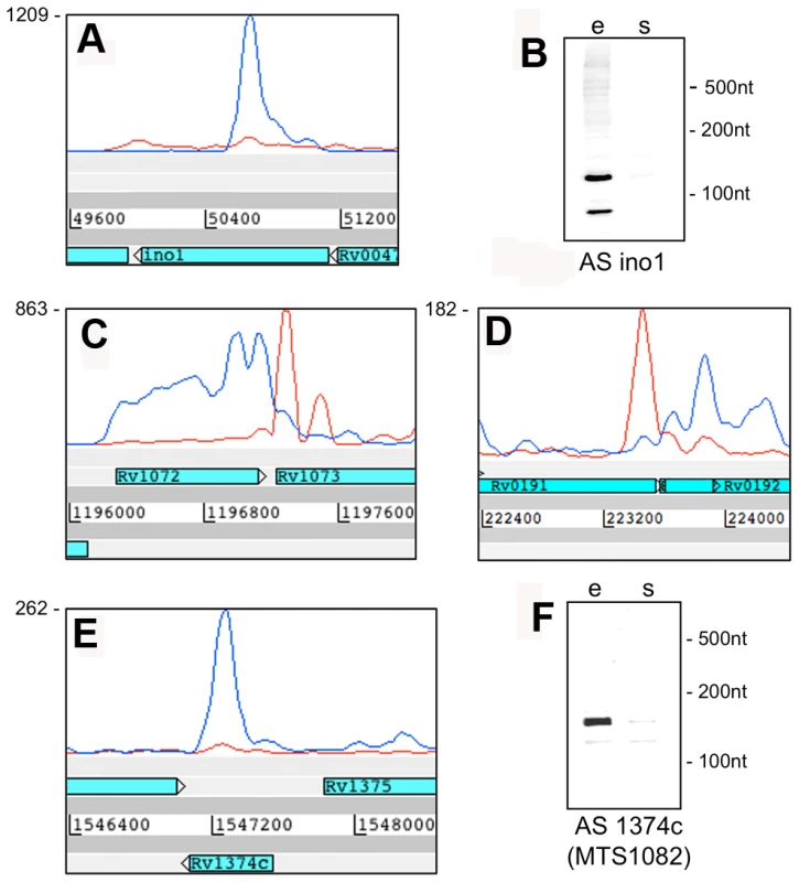 Antisense transcripts independent of 3’ UTRs.