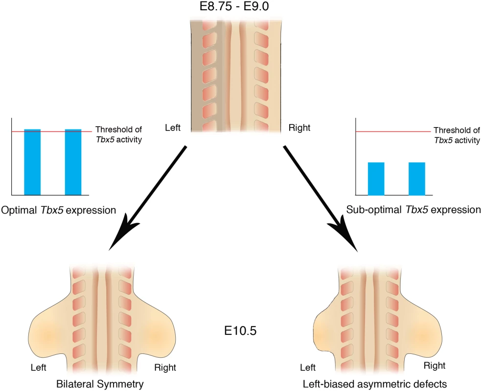 Schematic representation of <i>Tbx5</i> buffering the inherent LPM L/R asymmetry.