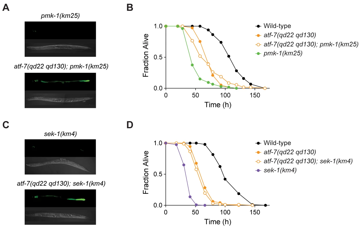 The loss-of-function <i>atf-7(qd22 qd130)</i> mutation suppresses the immunodeficient phenotype caused by deficient signaling in the PMK-1 pathway.