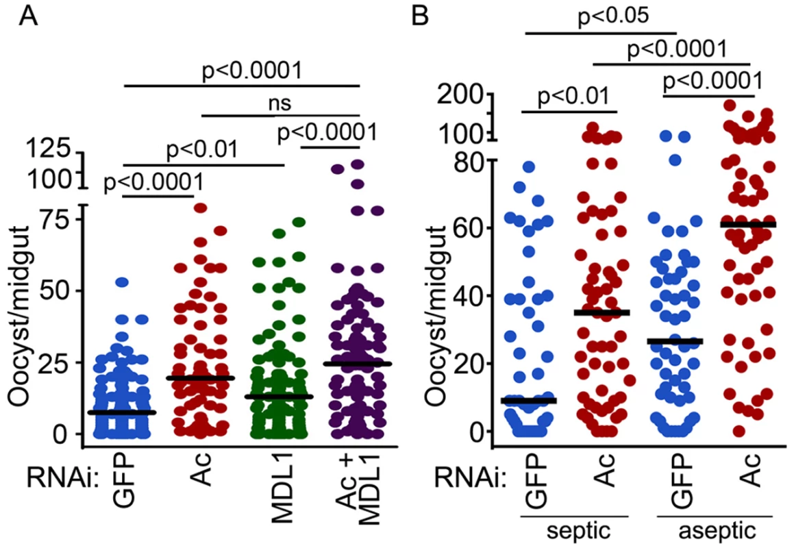 Actin is an antagonist of <i>Plasmodium</i> infection.