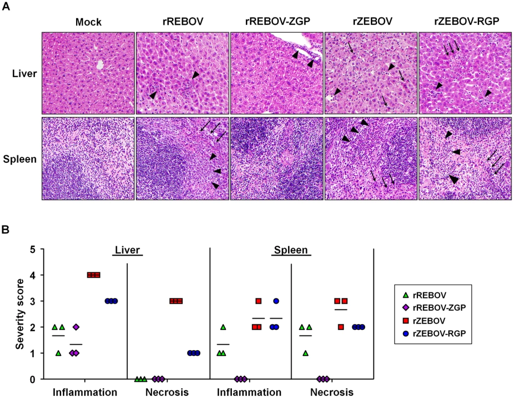 Pathological evaluation of tissue samples from IFNAR<sup>−/−</sup> mice.