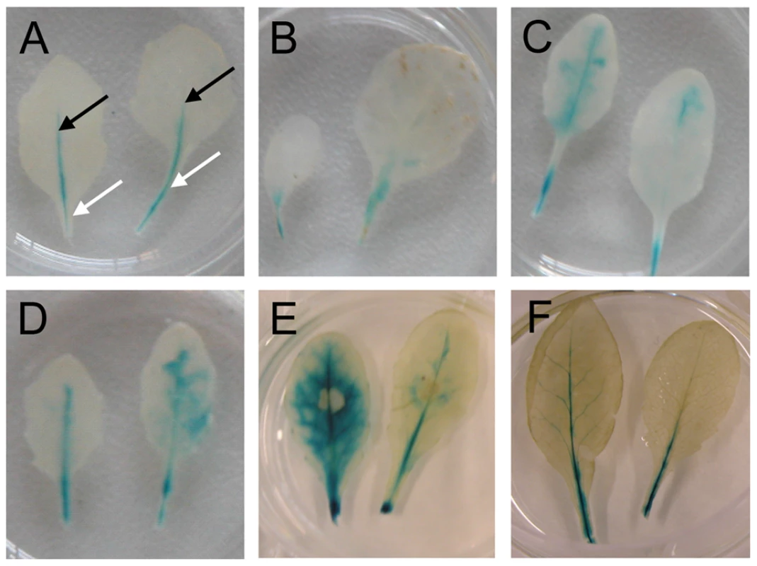 <i>LecRK-I.9</i> expression is induced in an incompatible but not in a compatible interaction with <i>P. brassicae</i>.