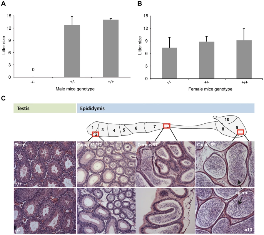 <i>DefbΔ9/DefbΔ9</i> male mice are infertile.