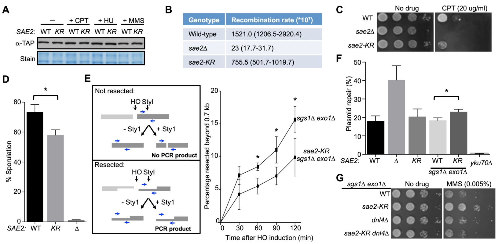 Lack of Sae2 sumoylation impairs Sae2 function.