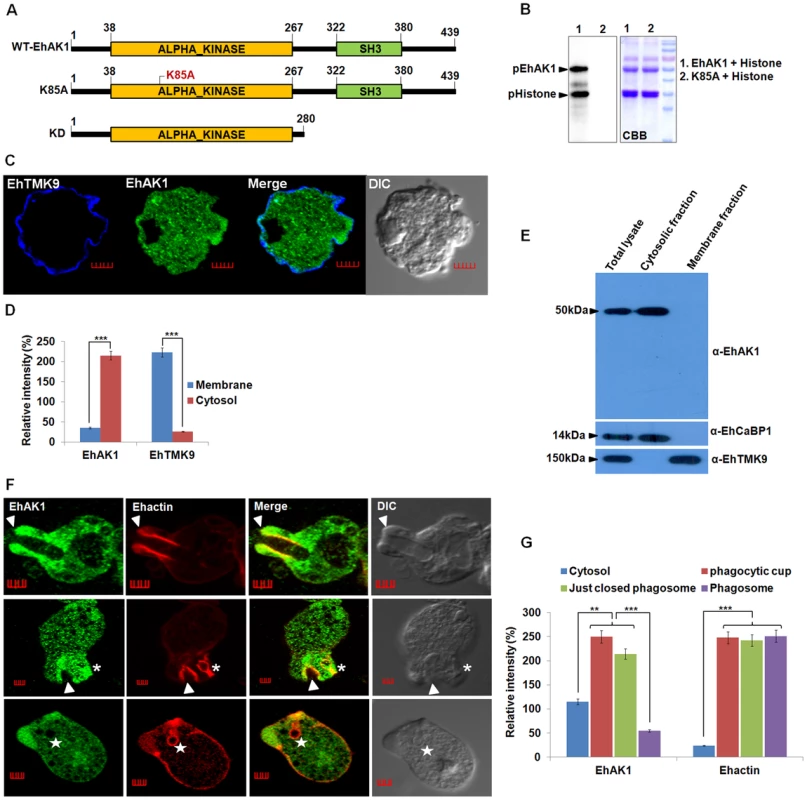 EhAK1 is involved in phagocytosis.