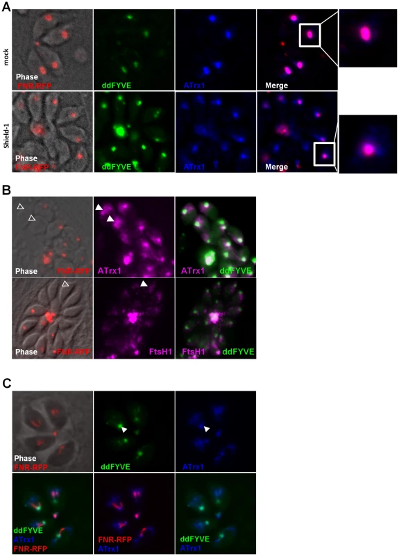 Traffic of apicoplast proteins in the presence of ddFYVE.