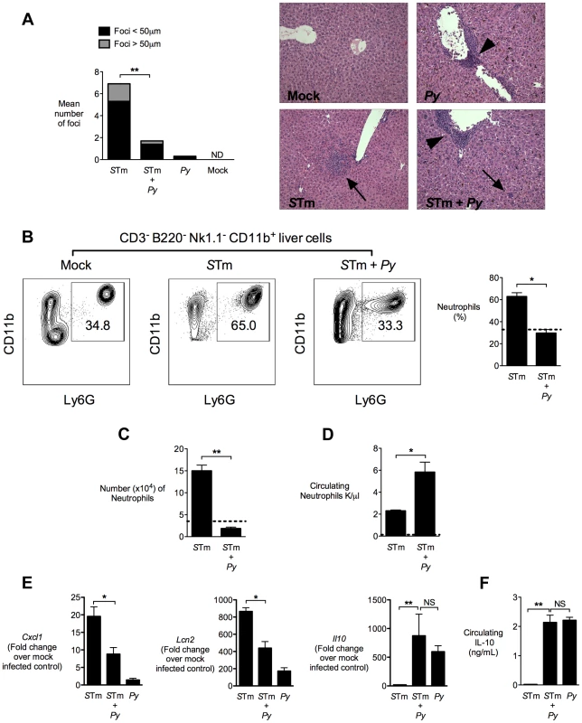 Decreased neutrophil-mediated pathology in the liver of co-infected mice.