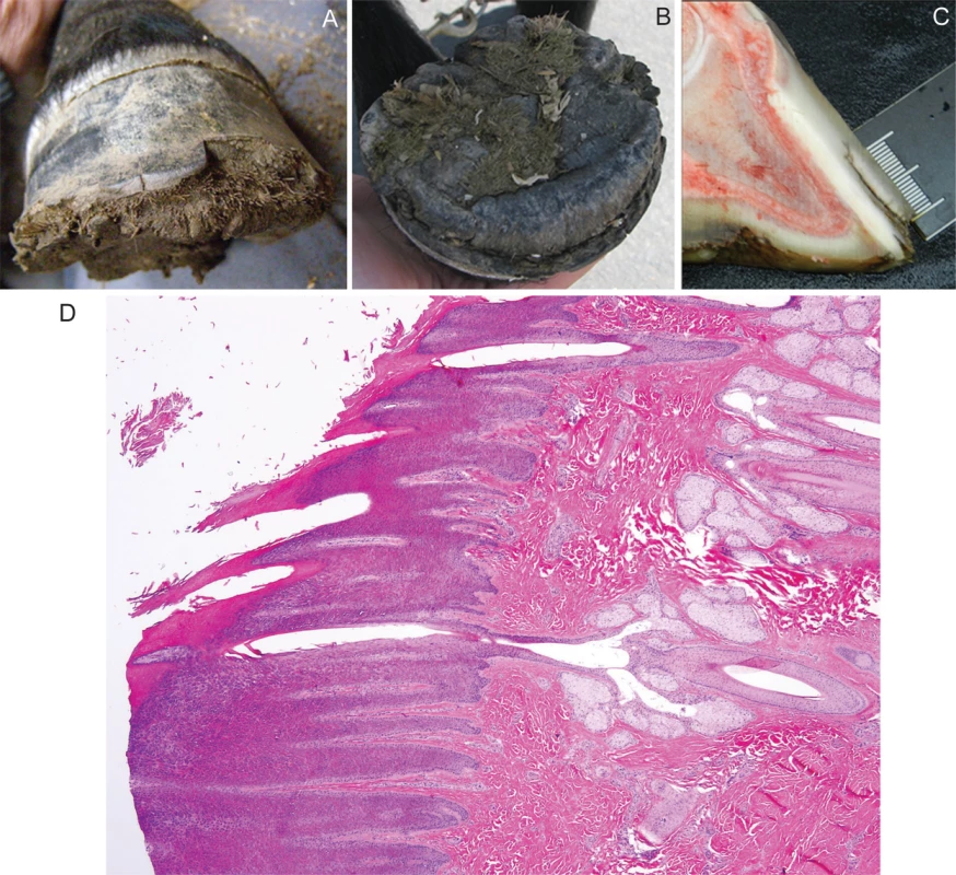 Hoof from a Connemara pony foal affected with hoof wall separation disease (HWSD).