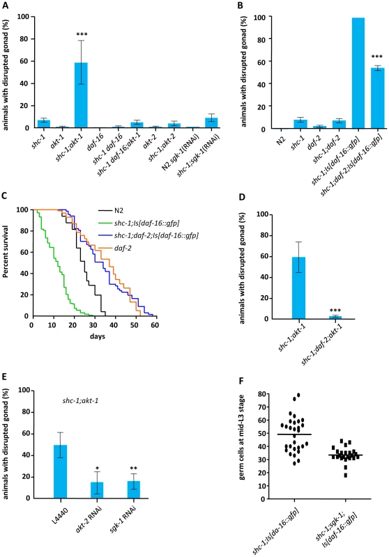 Active DAF-2, AKT-2 and SGK-1 antagonize AKT-1 mediated inhibition of DAF-16 to derogate gonad integrity.