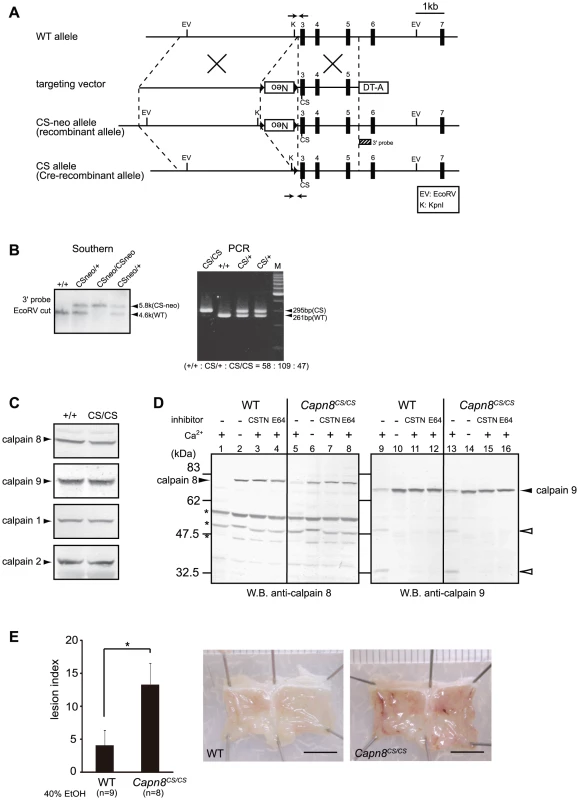 <i>Capn8<sup>CS/CS</sup></i> mice are susceptible to ethanol-induced mucosal lesions.