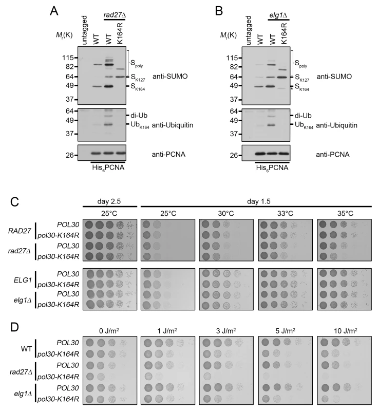 <i>rad27Δ</i> and <i>elg1Δ</i> mutants ubiquitinate PCNA at K164.