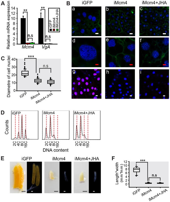 Effect of <i>Mcm4</i> RNAi on DNA replication, ployploidy and vitellogenesis.