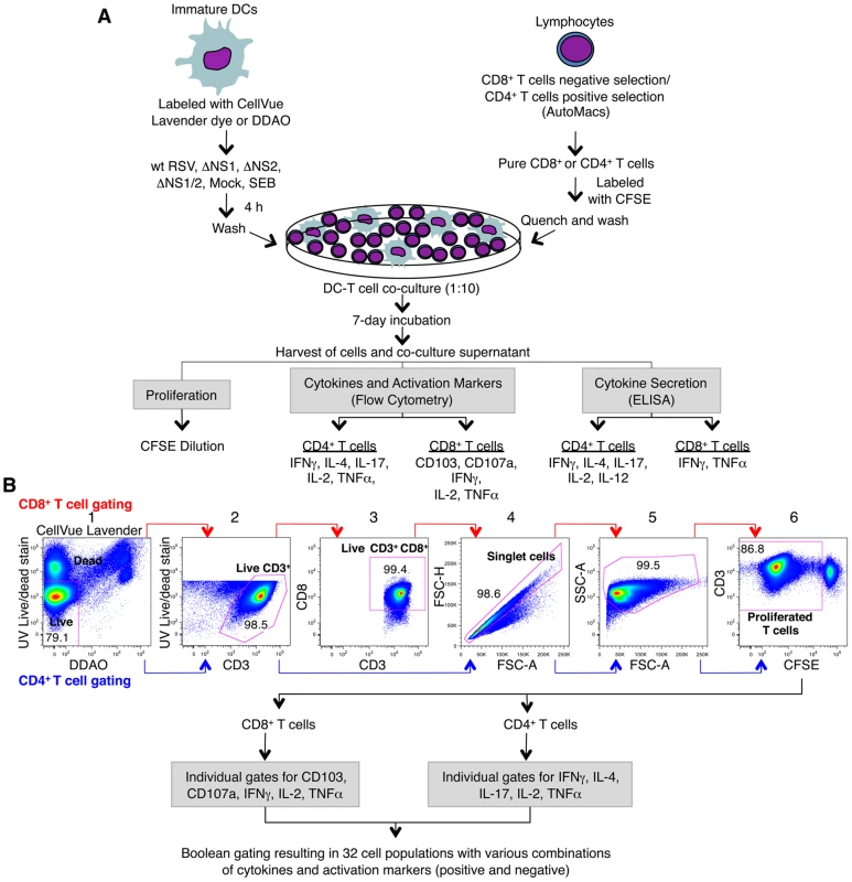 Co-cultivation of human DC and T cells and multi-color flow cytometetry analysis of T cells.