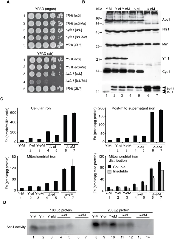 <i>E</i>. <i>coli iscU</i> or <i>iscU</i>-Met targeted to yeast mitochondria.