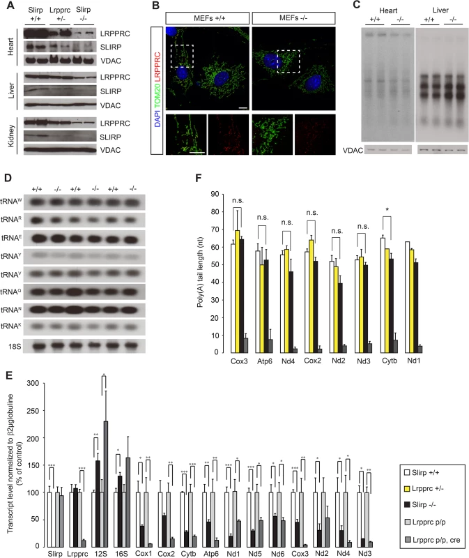 Loss of SLIRP compromises the stability of mitochondrial mRNAs and LRPPRC.