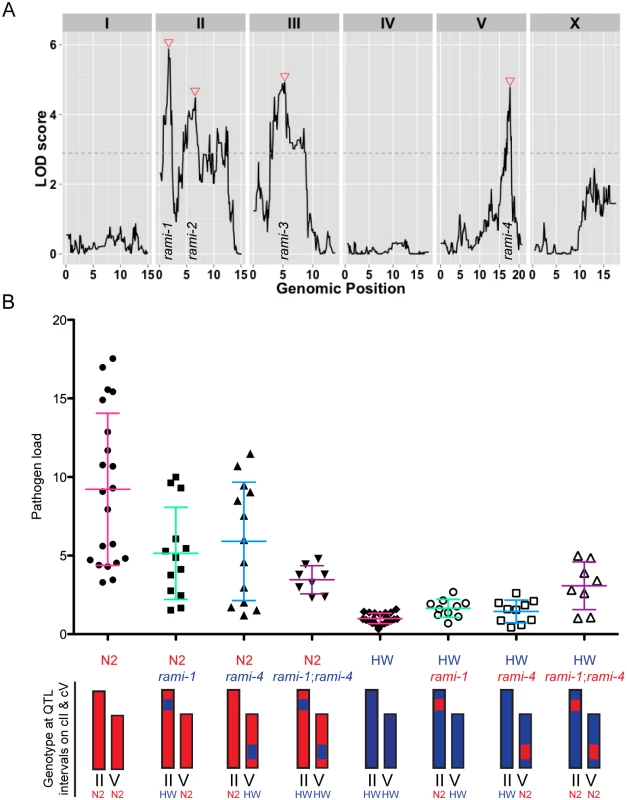 Linkage mapping results for N2 and HW resistance to <i>N. parisii</i> infection.