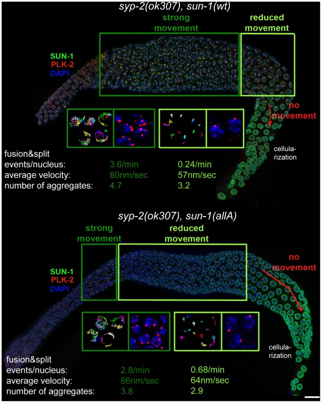 Effect of nonphosphorylatable SUN-1 on aggregate persistence, PLK-2 localization, and chromosome mobility beyond TZ.