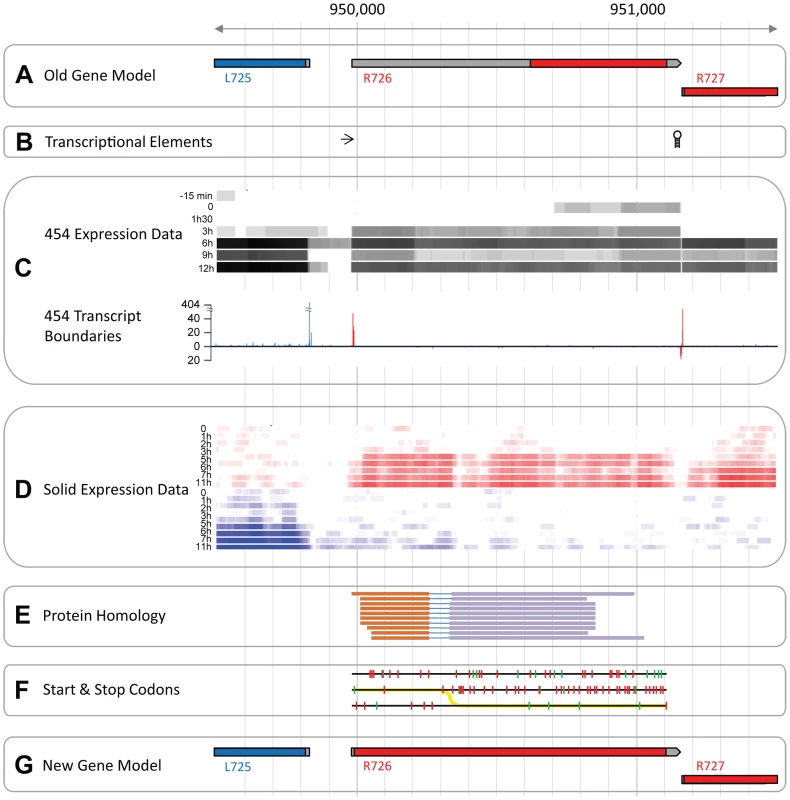 The Mimivirus R726 gene re-annotation.