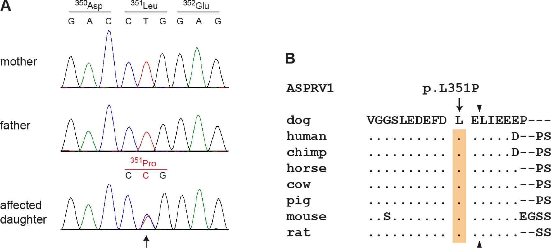 Sanger electropherograms of the ASPRV1:c.1052T>C variant and evolutionary conservation of leucine 351 in the ASPRV1 protein.