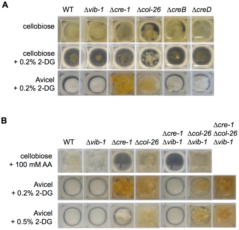 Screen for function of new proteins involved in CCR.
