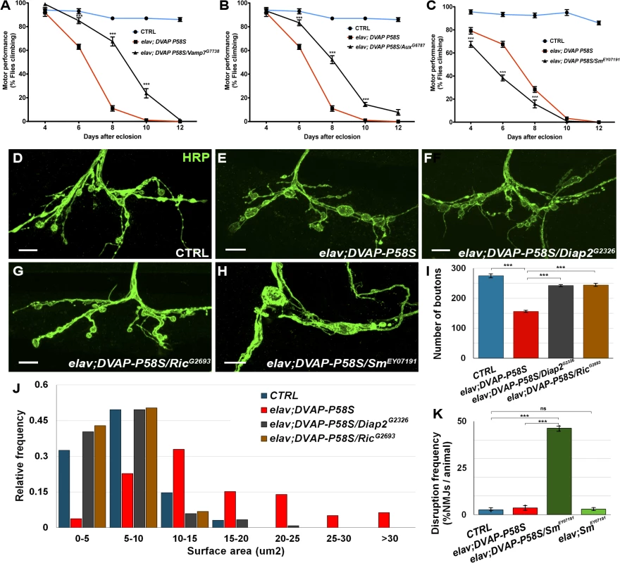 Effect of a subset of modifiers on motor and synaptic structure abnormalities associated with the expression of <i>DVAP-P58S</i> in neurons.