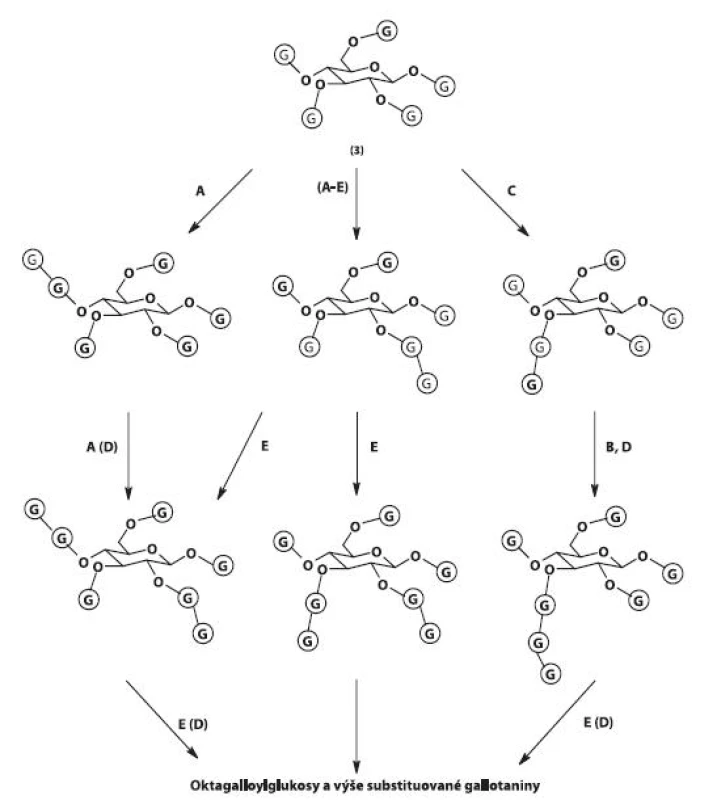 Biosyntéza gallotaninů II
3 – 1,2,3,4,6-penta-O-galloyl-ß-D-glukopyranosa, G – galloyl, A, B, C, D, E – galloyltransferasy A–E. Hlavní cesty biosyntézy jsou vyznačeny šipkami, převažující enzymové aktivity písmeny A–E.