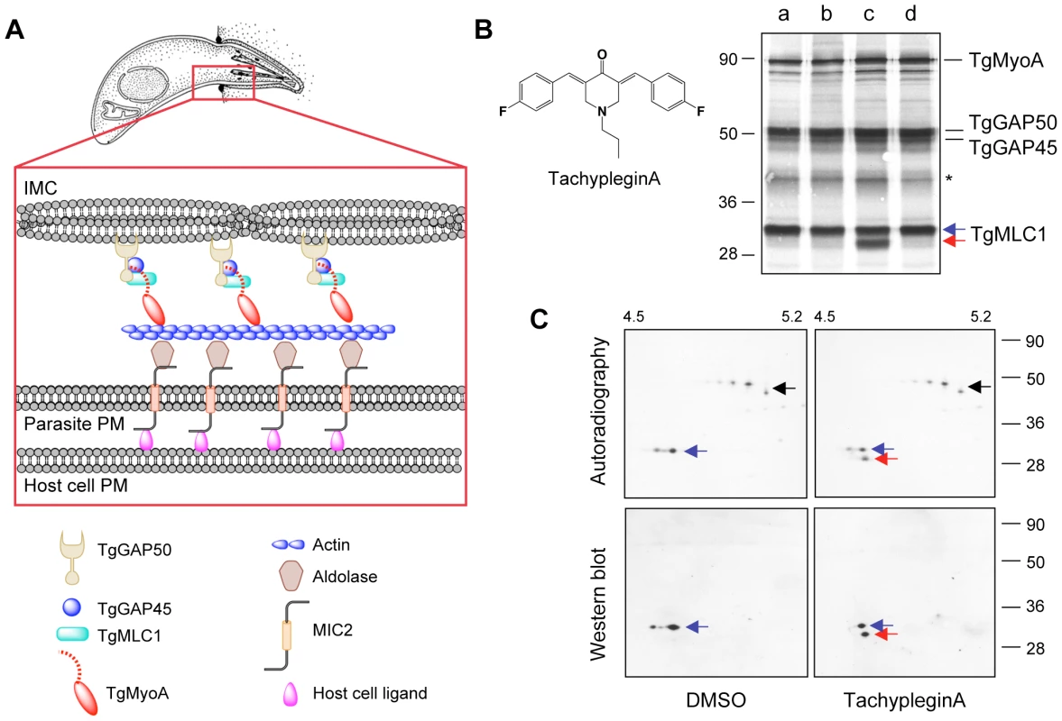 Treatment of parasites with tachypleginA induces a shift in the electrophoretic mobility of TgMLC1.