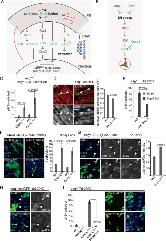 ROS-independent induction of proliferation of <i>ero1l</i>-deficient ISCs.