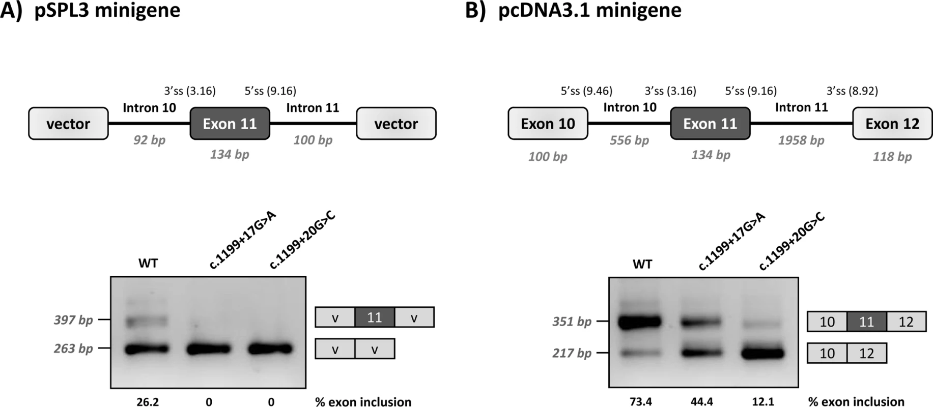 Minigene analysis of the c.1199+17G>C and c.1199+20G>C variants.