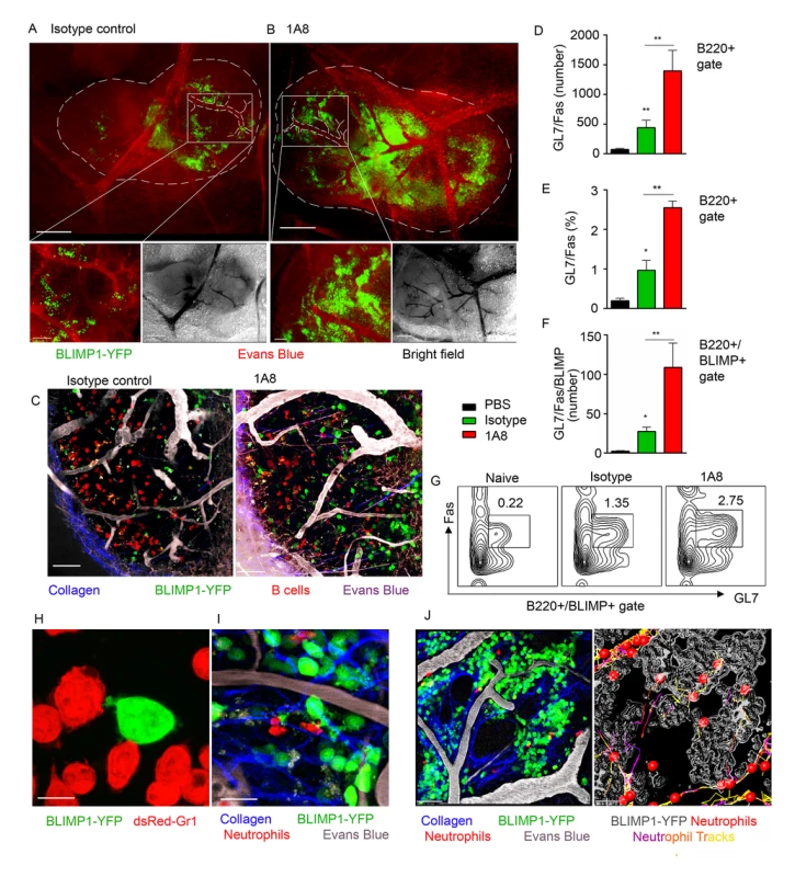 Neutrophil depletion results in increased population of BLIMP1-YFP+ and GC B cells in immunized iLN.