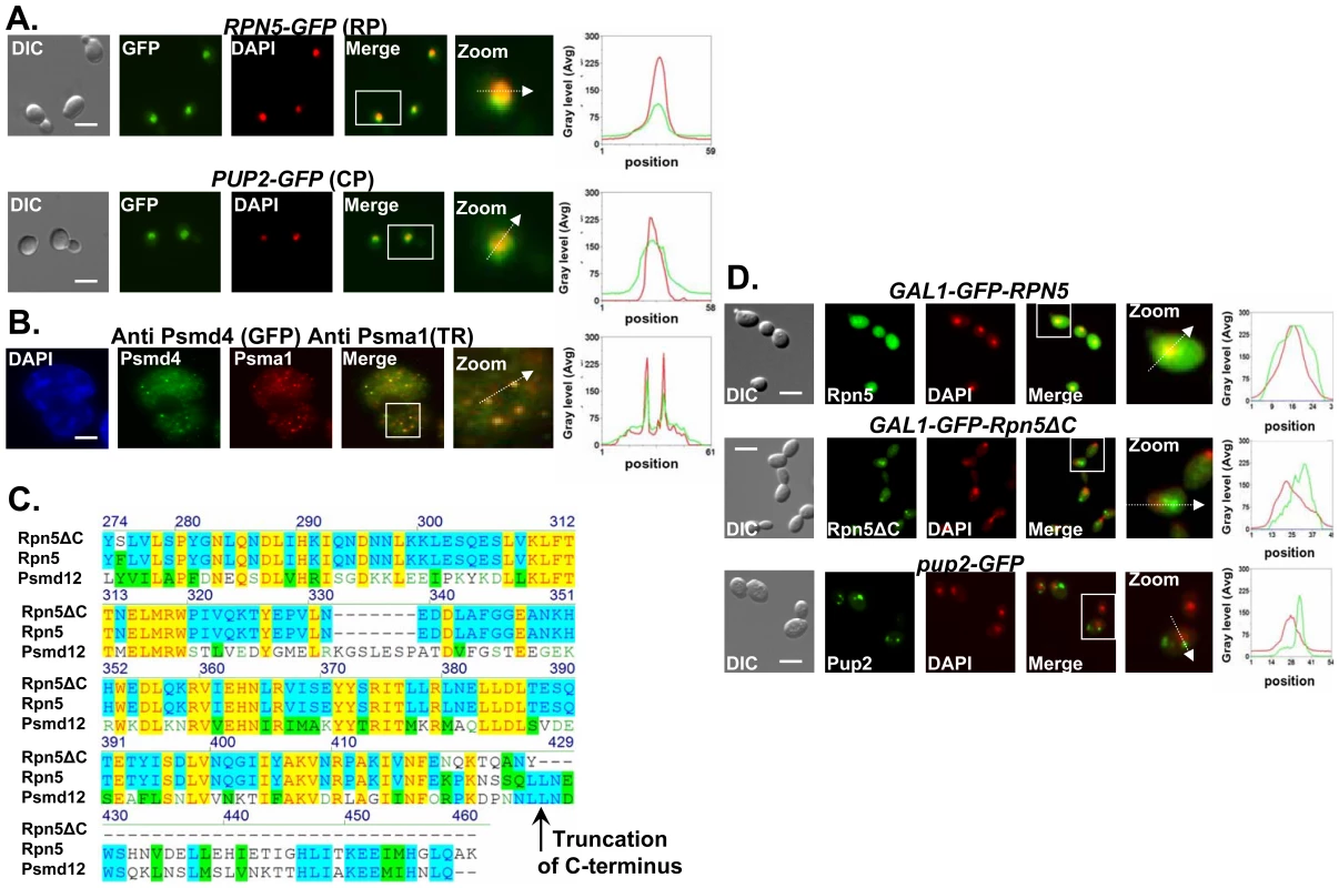 Proteasome subunits in yeast and mammalian cells localize to the nucleus; the Ts allele of <i>rpn5</i> is truncated at the C-terminus; proteasome CIN mutants show nucleus mislocalization of proteasome subunits.